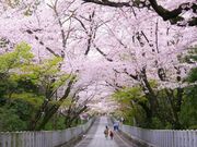 向日神社の桜の写真2