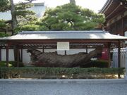 みかげの松の写真1