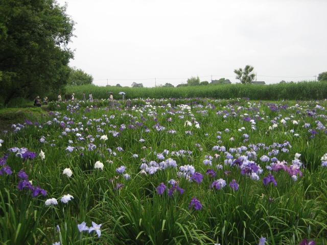 浮野の里とその植物群の写真1