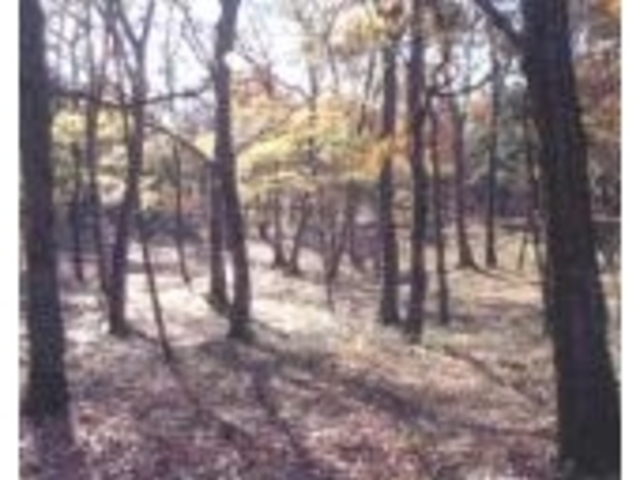 志多見砂丘の写真1