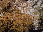 龍蔵寺の大イチョウの写真1