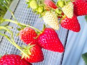 志村農園の写真1