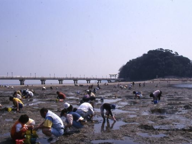 潮干狩(竹島海岸)