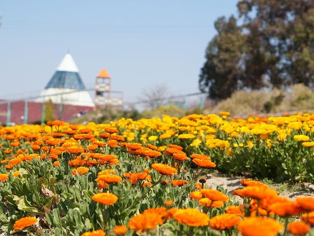 キンセンカ(3月中旬〜)大農園_パルシェ香りの館・香りの湯