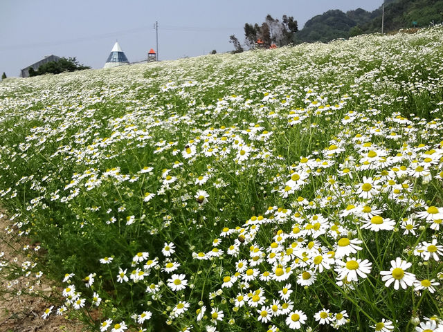 カモミール畑(5月)
大農園_パルシェ香りの館・香りの湯