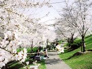桜づつみ「木津川・緑と水辺のやすらぎ回廊」の写真1