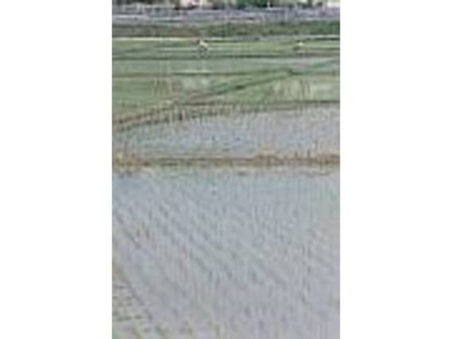 辺りを見回すと、のどかな田園風景が広がる_伊芸のガジマル
