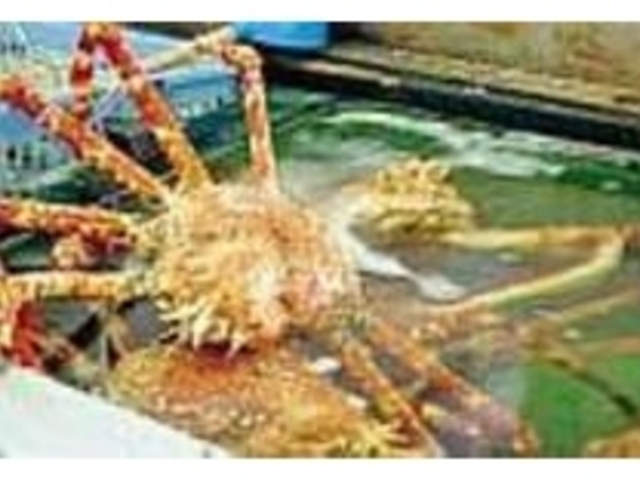 その日に揚がった鮮魚が並ぶ。この日はカニ_福泉