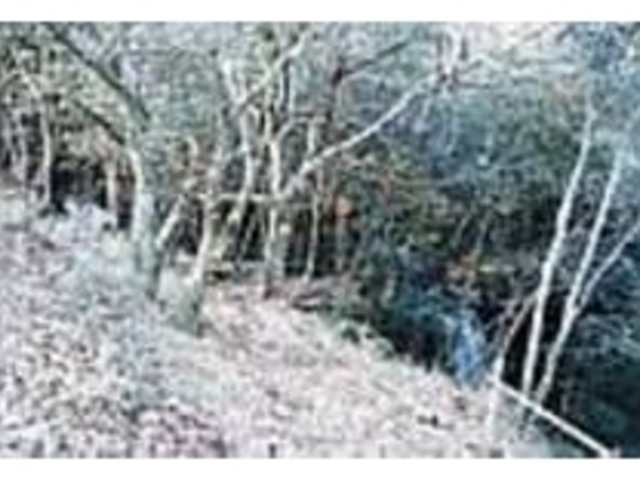 樹木に囲まれ、なかなか見えにくい女淵_男淵・女淵の滝