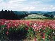 上原コスモス園の写真2