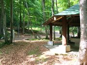 二六公園ブナ林の写真1