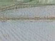 伊芸のガジマルの写真2