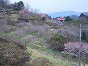 杵島山・歌垣公園の写真3
