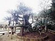 坂井神社の大ソテツの写真1