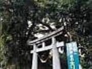 坂井神社の大ソテツの写真2