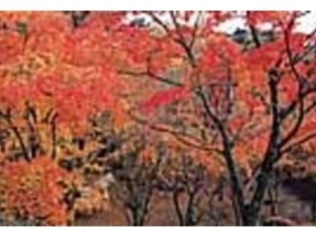 紅葉の季節は秋色に染まる山の彩りを満喫_笠置山
