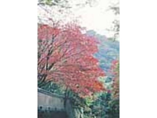 秋には素晴らしい紅葉に心を癒されて_奥湯河原