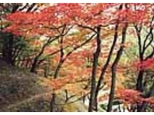 県立竜田公園・竜田川古くからの紅葉の名所_竜田川