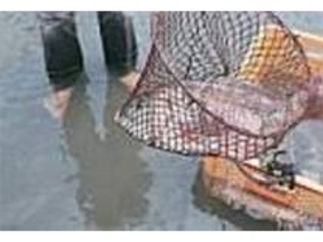 自分の捕まえた魚を調理してくれる_ホテル 喜楽館