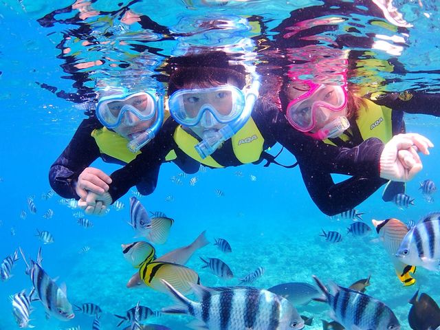 水深が浅くてもたくさんのお魚がまってますよ!_EGGダイビングショップ
