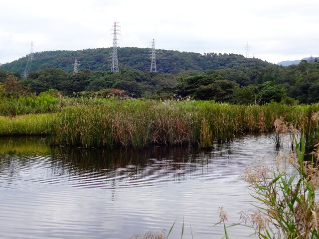 中池見湿地