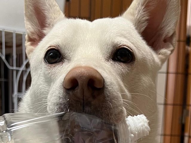 保護犬 大和
稀にお外にいるかも_龍窯 陶芸工房