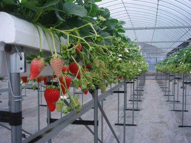 ストロベリーファーム 太田農園