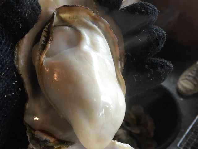 ぶりっと大きい牡蠣は、食べ応え充分です。シーズン終盤には、このくらいの大きさまで育ちます。_松橋かき小屋