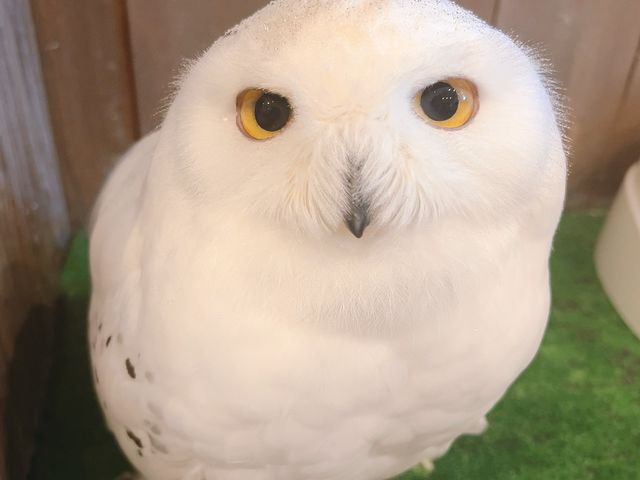 つぶらな瞳が可愛い☆シロフクロウのトウル_ふくろうの里原宿店