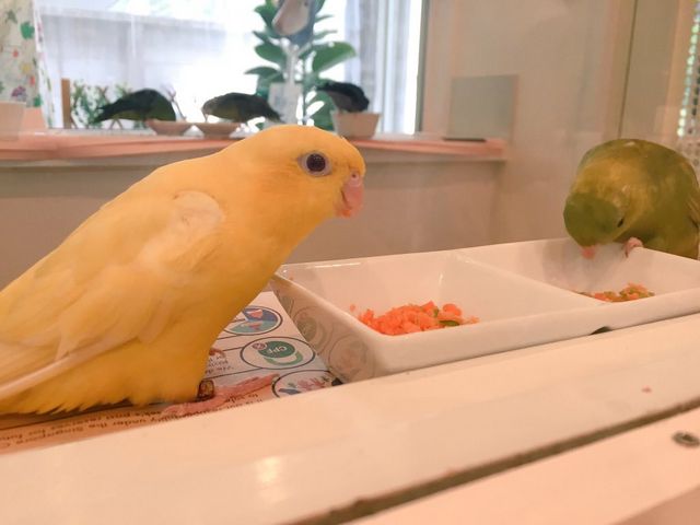 ことりカフェ吉祥寺