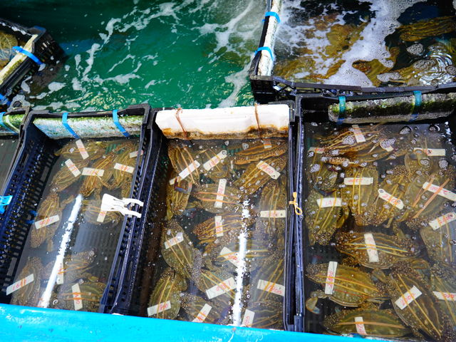 海鮮物A_牡蠣焼き 竹崎海産