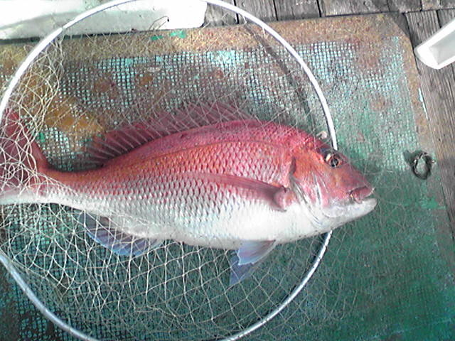 大物が釣れるポイントへ♪_西原丸