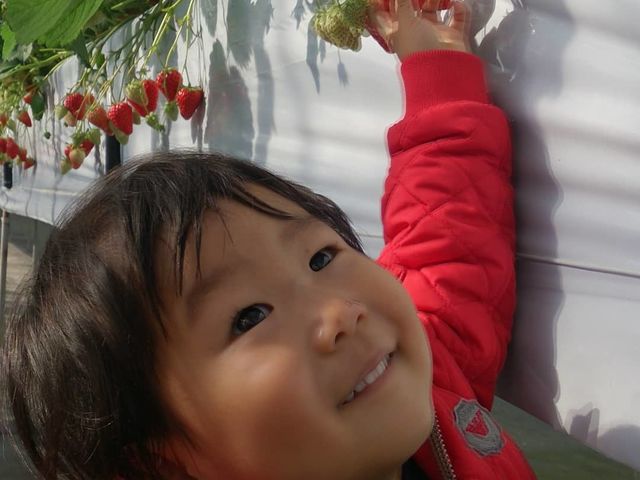 いちご狩り_さんだバーベキューガーデンズ
