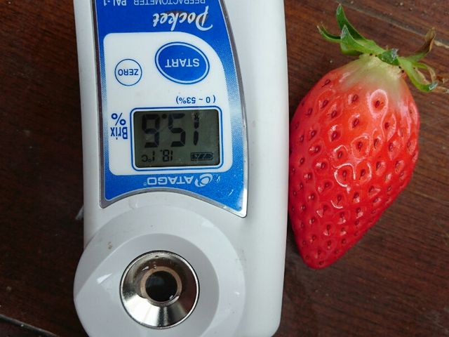 章姫
1月14日糖度15.6度_みよしぱくぱくファーム