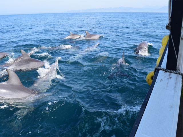 船の間近で泳ぐイルカたちに感動!!_天草生うに本舗丸健水産・イルカウォッチングセンター