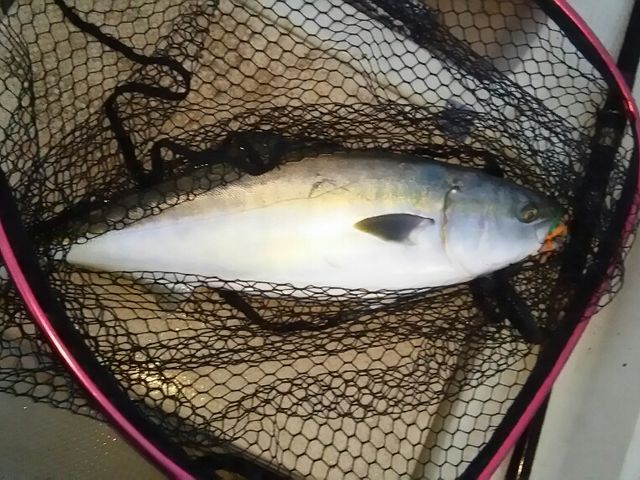 鳥羽フィッシュハンター