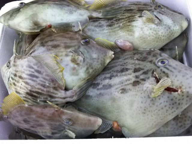 カワハギ(9月〜3月)_熱海第10喜久丸