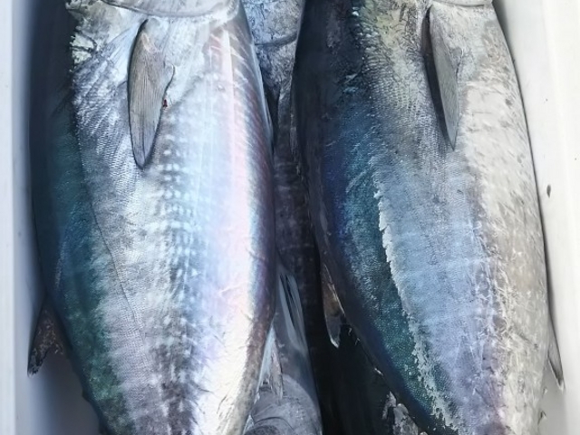 マグロ(8月〜11月)中級者向き_熱海第10喜久丸