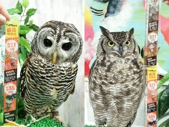 あうるぱーくフクロウカフェ池袋西口ではハイキューファンに人気フクロウ赤葦&木兎_あうるぱーく フクロウカフェ池袋