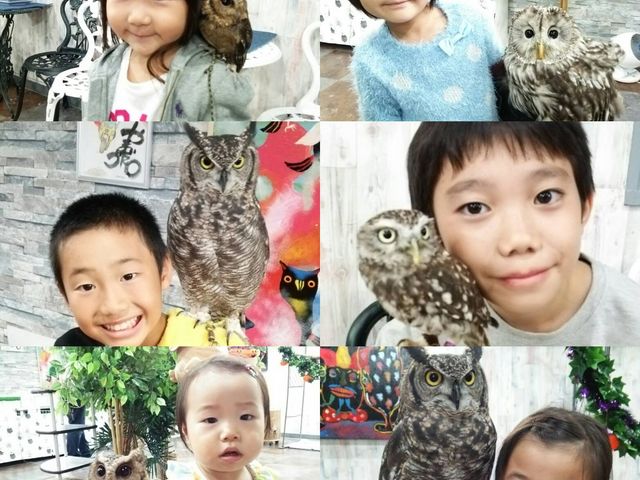 あうるぱーくフクロウカフェ池袋では小さいお子様でもフクロウと触れ合い体験できます_あうるぱーく フクロウカフェ池袋