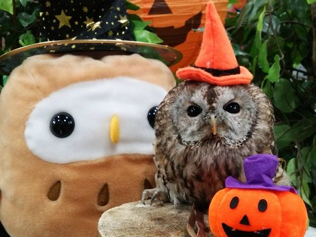 あうるぱーくフクロウカフェ池袋西口でハロウィン_あうるぱーく フクロウカフェ池袋