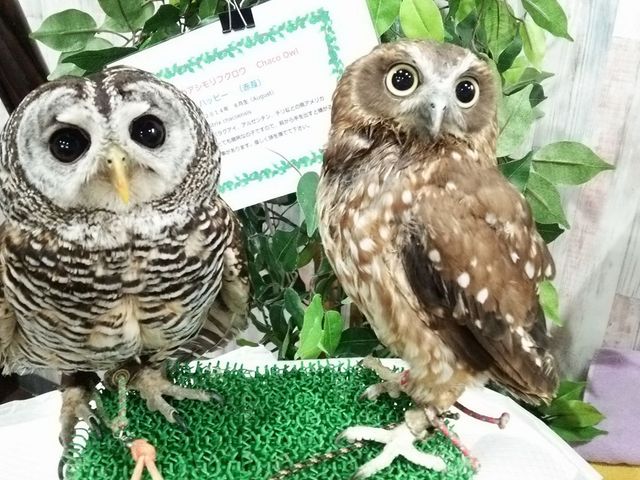 あうるぱーくフクロウカフェ池袋で、クリクリおめめのアカアシモリフクロウ&ニュージーランドアオバズクノ_あうるぱーく フクロウカフェ池袋