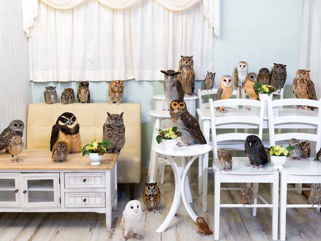 フクロウカフェ アキバフクロウ 秋葉原 最小60gmから最大級3kgまで!_アキバフクロウ フクロウカフェ 東京 Owl Cafe Akiba Fukurou
