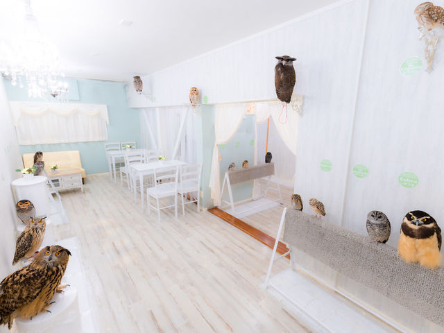 フクロウカフェ アキバフクロウ 秋葉原 清潔でエレガントな店内_アキバフクロウ フクロウカフェ 東京 Owl Cafe Akiba Fukurou
