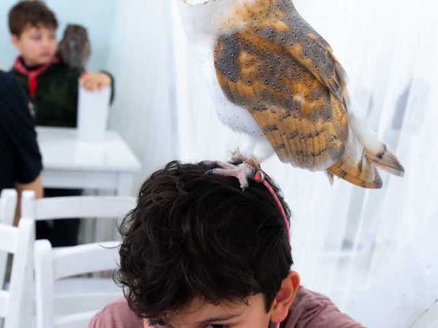 フクロウカフェ アキバフクロウ 秋葉原 たまにフクロウが頭に乗ってくる事もあるよ!_アキバフクロウ フクロウカフェ 東京 Owl Cafe Akiba Fukurou
