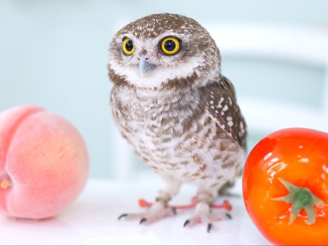 フクロウカフェ アキバフクロウ 秋葉原 インドコキンメフクロウ 焼き芋ちゃん_アキバフクロウ フクロウカフェ 東京 Owl Cafe Akiba Fukurou