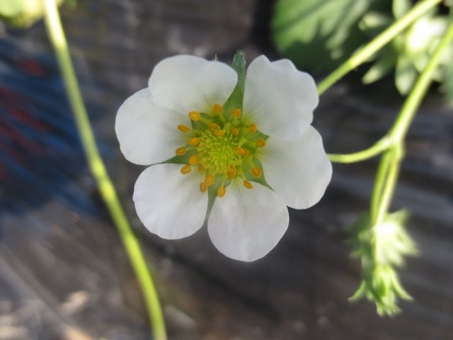 いちごの花 花が咲いたら40日ほどでいちごがなります_りっちゃん農園
