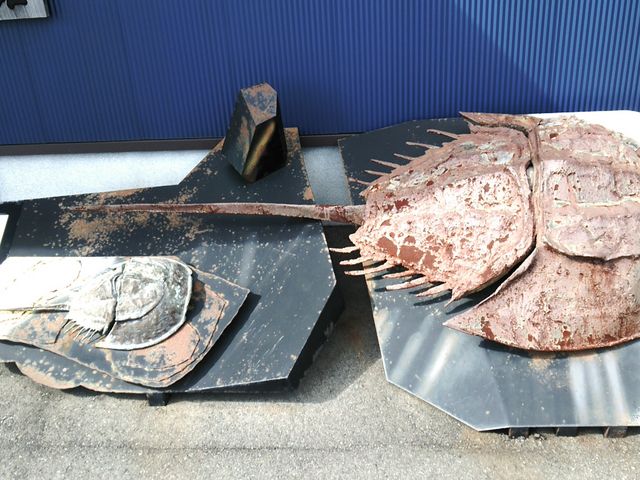 伊万里湾カブトガニの館