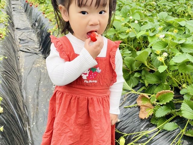 石毛いちご園