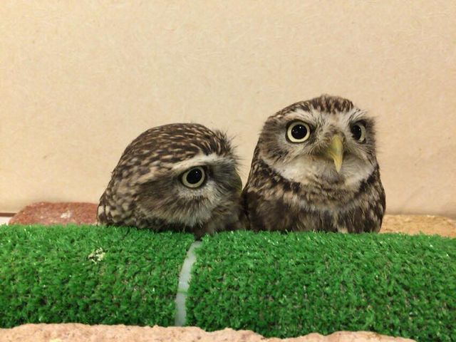 ならまち保護どうぶつ園